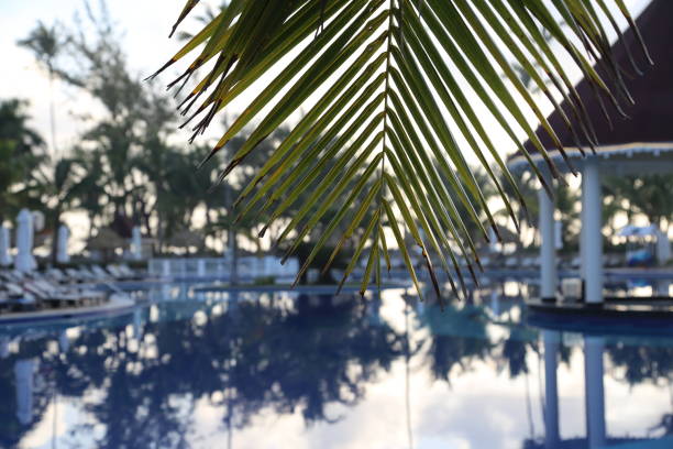istock Reflection in the pool / Palm trees by the pool 1170179963