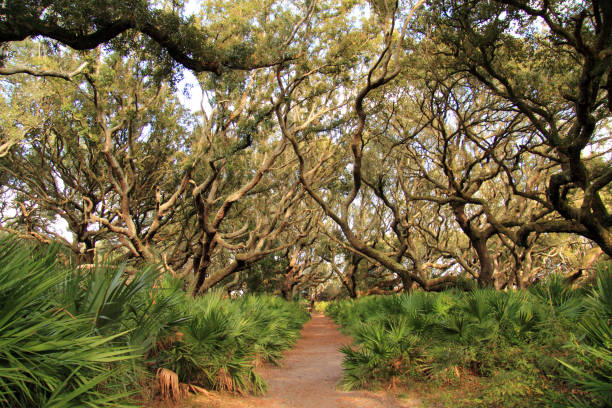 praia nacional do console de cumberland - cumberland island - fotografias e filmes do acervo