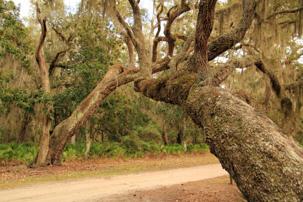 costa nazionale di cumberland island - cumberland island georgia old ruin horse foto e immagini stock