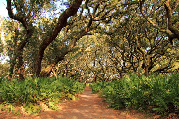 A panorama landscape view of live oak trees with Spanish moss on the branches in lush green summer colours