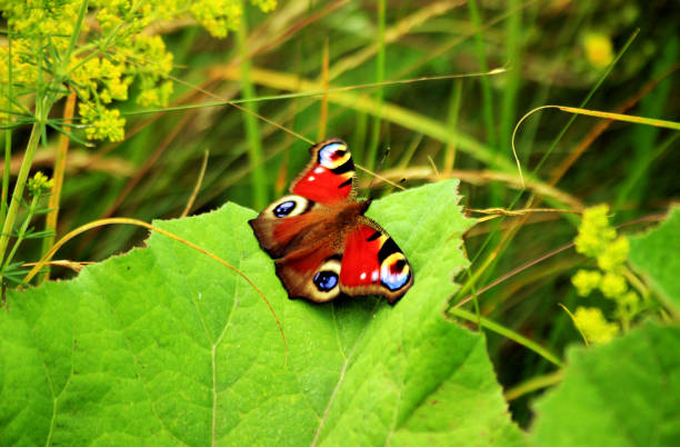 istock Peacock Butterfly - Inachis io 1170181959
