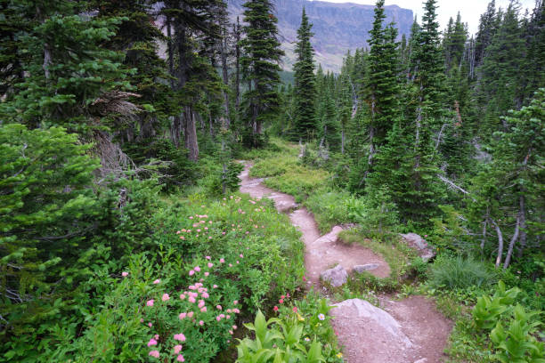 istock Two Medicine Pass Trail, Glacier National Park, Montana 1170182044