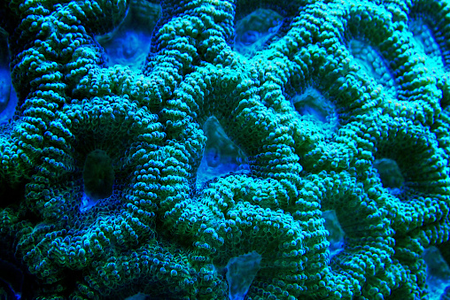 Favites Open brain LSP coral in saltwater aquarium