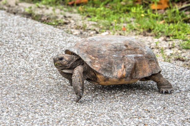 istock Tortoise crossing the road 1170185522