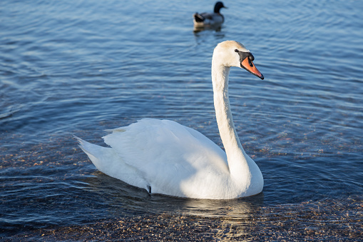 the swan