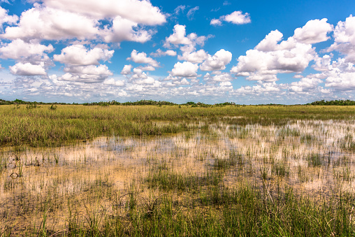 Everglades Terrain