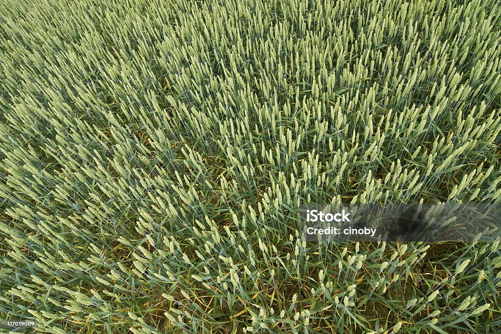 Luftaufnahme eines Maisfeldes - Lizenzfrei Agrarland Stock-Foto