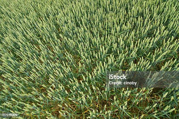 Luftaufnahme Eines Maisfeldes Stockfoto und mehr Bilder von Agrarland - Agrarland, Ansicht aus erhöhter Perspektive, Bildhintergrund