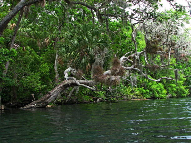 istock Forest along the Chassahowitzka River, Florida. 1170191163