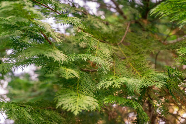istock Green cedar leaves nature background. Coniferous tree foliage close up 1170192659