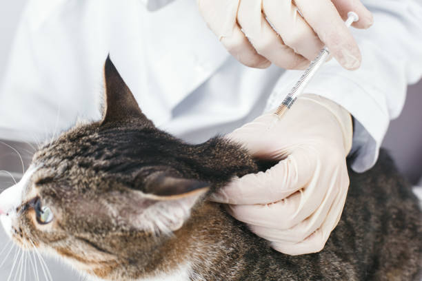 istock Doctor make injections a cat 1170193003