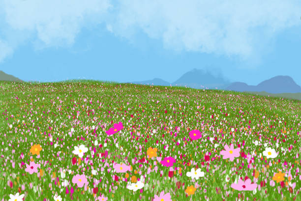 istock Beautiful cosmos flower in field with blue sky. 1170194083