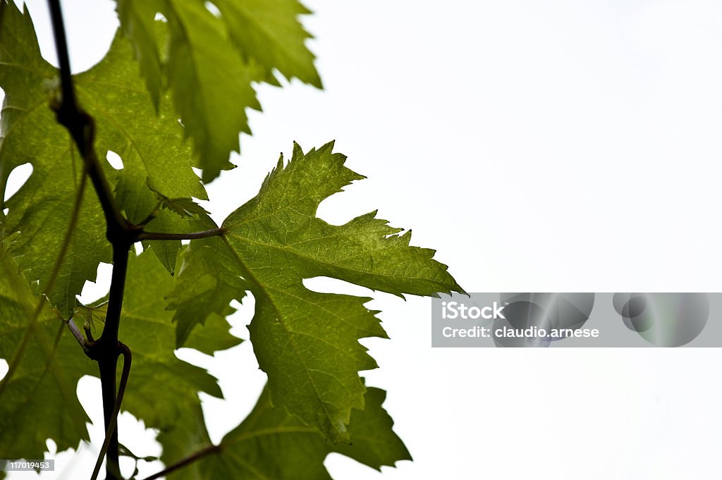 Foglia dell'uva. Immagine a colori - Foto stock royalty-free di Colore verde