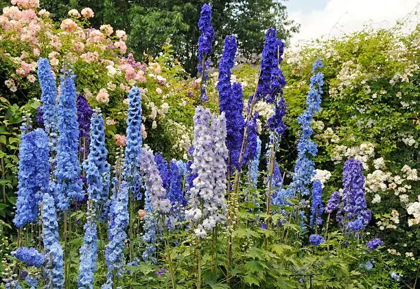 Flower bed with beautiful blooming blue delphinium flowers against a background of roses in the garden in summer.