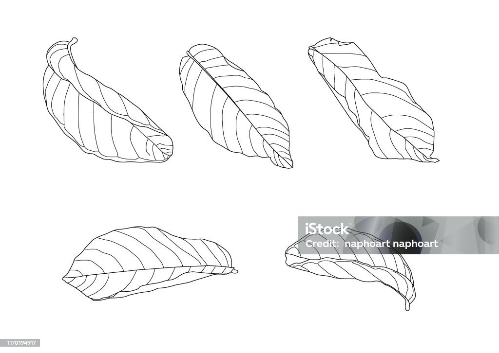 Leaves Line Single Leaf And Leaf Pattern Black Bring To Color Decorate ...