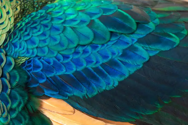 Photo of Beautiful peacock fetcher for background