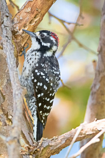istock Nuttall's woodpecker in Griffith park california 1170196215