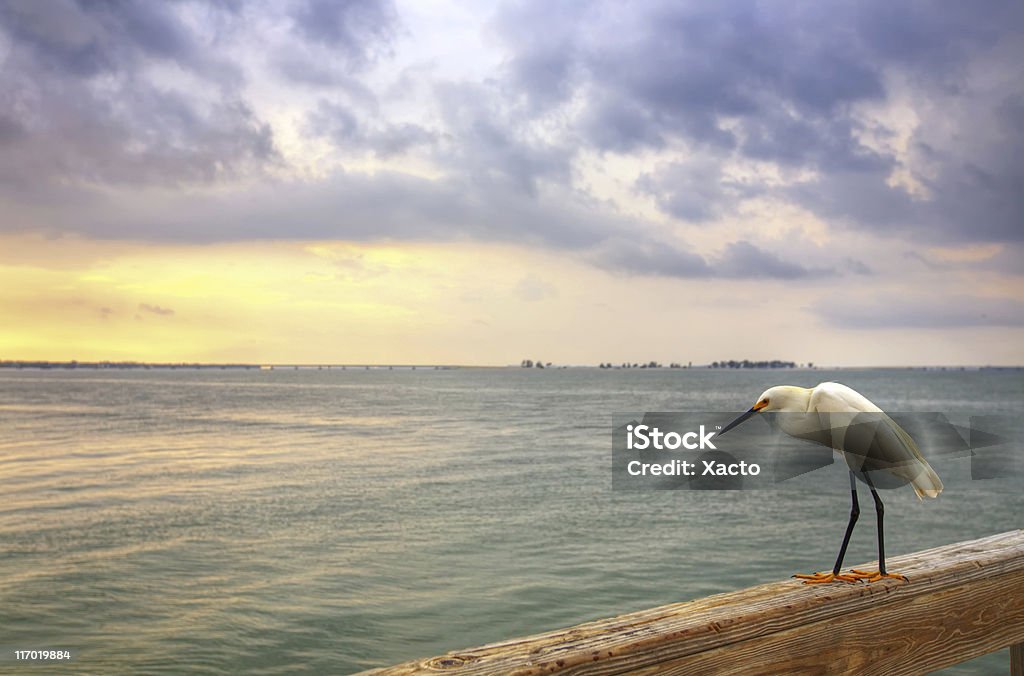 Uccello sul Dock - Foto stock royalty-free di Acqua