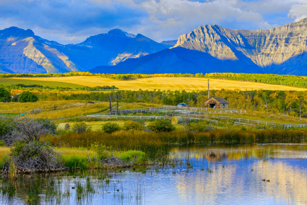 campo de alberta canadá - swamp moody sky marsh standing water - fotografias e filmes do acervo