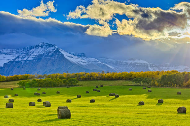 campo de alberta canadá - precordillera fotografías e imágenes de stock