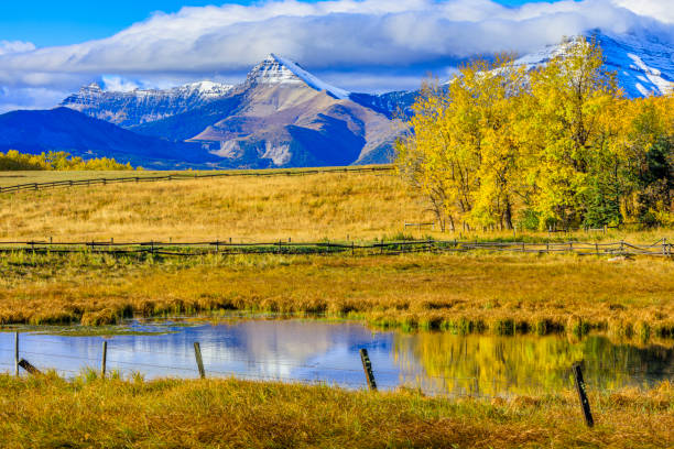 alberta canada countryside - swamp moody sky marsh standing water imagens e fotografias de stock