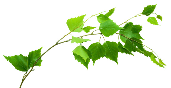 birch branch isolated on white (object with Clipping Path)