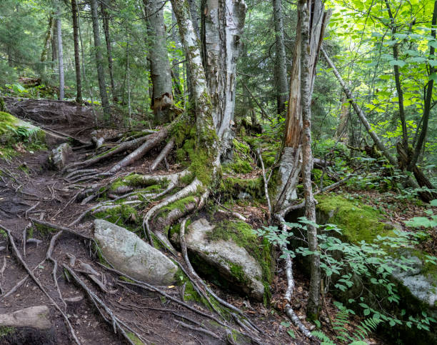 racines d'arbre sur la roche dans la forêt - beautiful tree day rock photos et images de collection