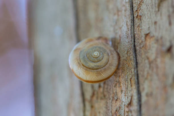 istock Small snail macro close-up on an outdoor trunk 1170209403