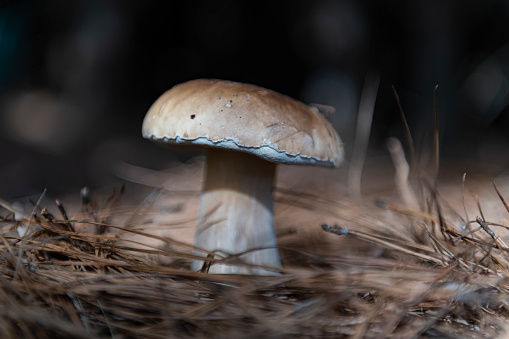 Close up of a white mushroom between grass blades.