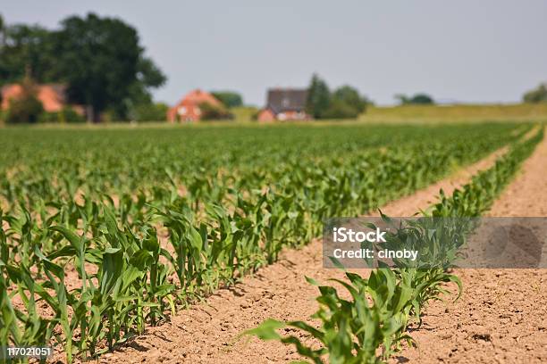 Kukurydza - zdjęcia stockowe i więcej obrazów Kukurydza - Zea - Kukurydza - Zea, Badanie genetyczne, Młoda kukurydza