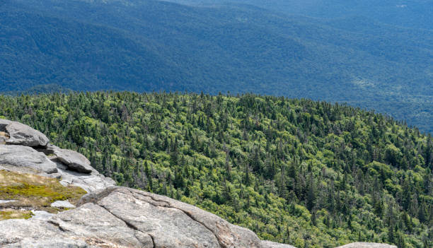 istock Pine mountain from rocky peak 1170212994
