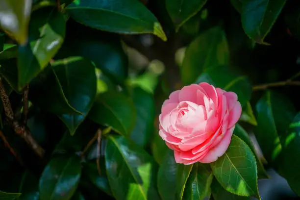 Photo of Close up Pink Camellia flower (Tsubaki) in Japan garden, Tokyo