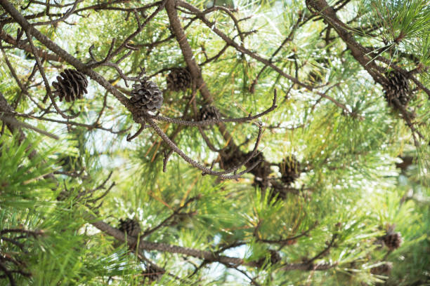 szyszki sosnowe, które są drzewami letnimi - pine nut tree pine tree pine cone zdjęcia i obrazy z banku zdjęć