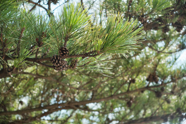 conos de pino que son árboles de verano - pine nut tree pine tree pine cone fotografías e imágenes de stock