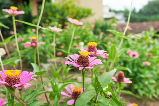 istock Pink zinnia flower 1170216254