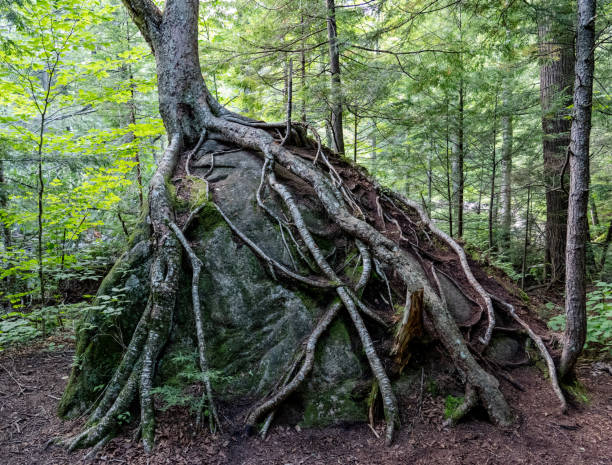 Tree roots growing on boulder stock photo
