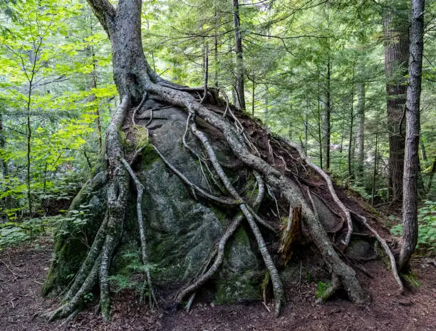 Photo of Tree roots growing on boulder