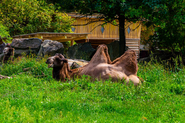 bactrian camel lies on the green grass. - bactrian camel imagens e fotografias de stock