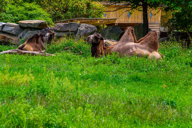 bactrian camel lies on the green grass. - bactrian camel imagens e fotografias de stock