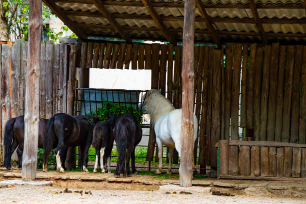 istock Little pony horses eat from a feeding trough. 1170217367