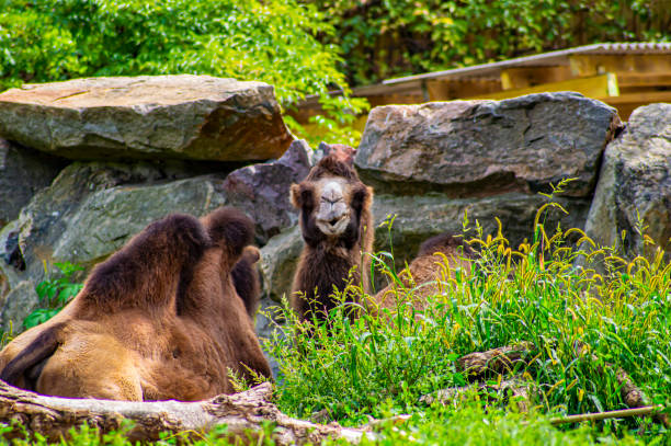 istock Bactrian camel lies on the green grass. 1170217372