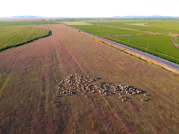 istock Cattle herd of the grasslands 1170219278