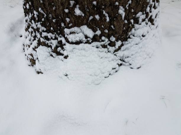 istock base of tree trunk with bark and snow 1170219358