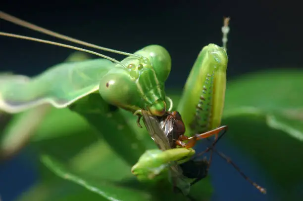 Spotted praying mantis eating another insect in Tamil Nadu, South India