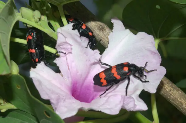 Photo of blister beetles eating flower