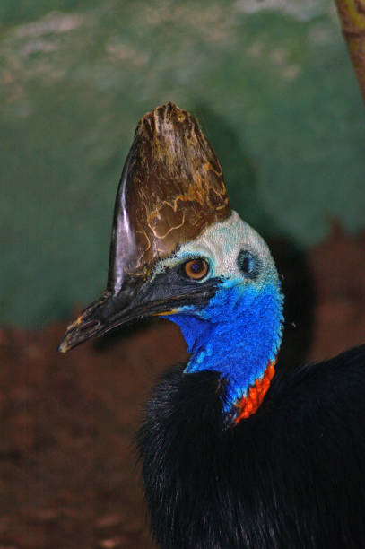 istock Cassowary portrait 1170222224
