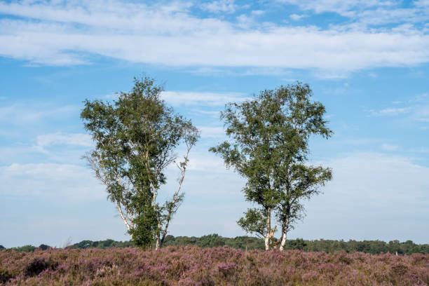 istock The calm heathland 1170222970