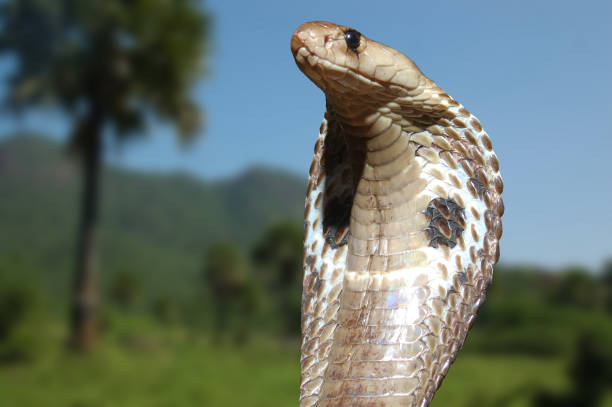 king cobra rules King Cobra, Naja naja, with flared hood surveys his territory in Tamil Nadu state, South India snake hood stock pictures, royalty-free photos & images