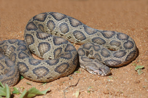 russell's viper - russells viper fotografías e imágenes de stock
