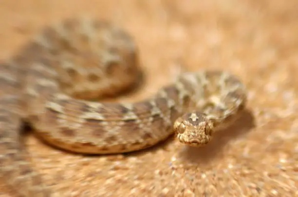 Young saw-scaled viper, Echis carinatus, Tamil Nadu, South India